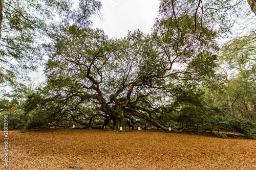 Angel Oak