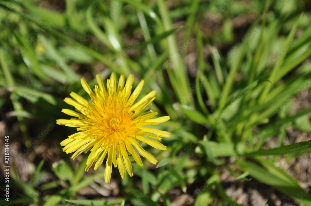 Yellow flower on greenery
