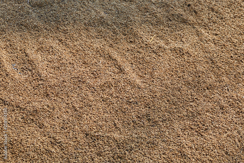 Close up rice crop on the outdoor on the yard to dry in the sun. Background of drying crop of ripe raw rice. Agriculture  cereal farm. Harvest season..