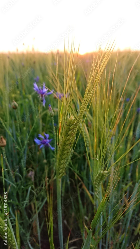 Obraz premium Полевое растение