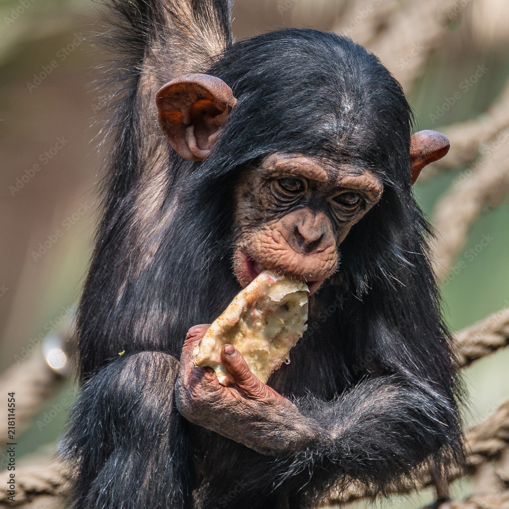 Portrait of cute baby Chimpanzee playing with food Portrait of cute baby Chimpanzee playing with food