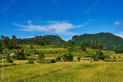 Beautiful landscape view of the yellow terraces on the blue sky background. Rice fields prepare the harvest. Agriculture farm. The village is in a valley among the rice terraces. Rice cultivation.