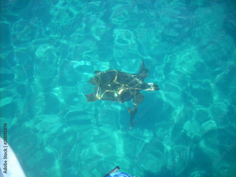 Obraz premium turtle