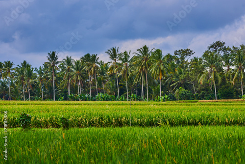 Wallpaper Mural Fresh green yellow rice field foreground with nature summer blurred background. Green grass background is blurred green with warm yellow light. Colorful rice field landscape. Beauty world. Torontodigital.ca