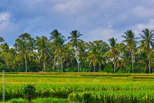 Wallpaper Mural Beautiful landscape view of the yellow terraces on the blue sky background. Rice fields prepare the harvest. Agriculture farm. The village is in a valley among the rice terraces. Rice cultivation. Torontodigital.ca