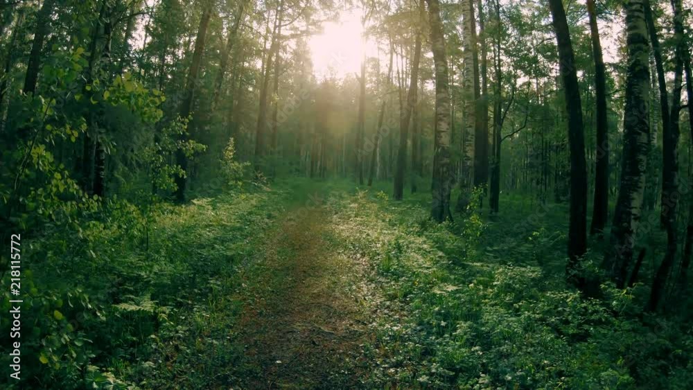 Dark green mixed forest. Walk along the forest path Dark green mixed forest. Walk along the forest path