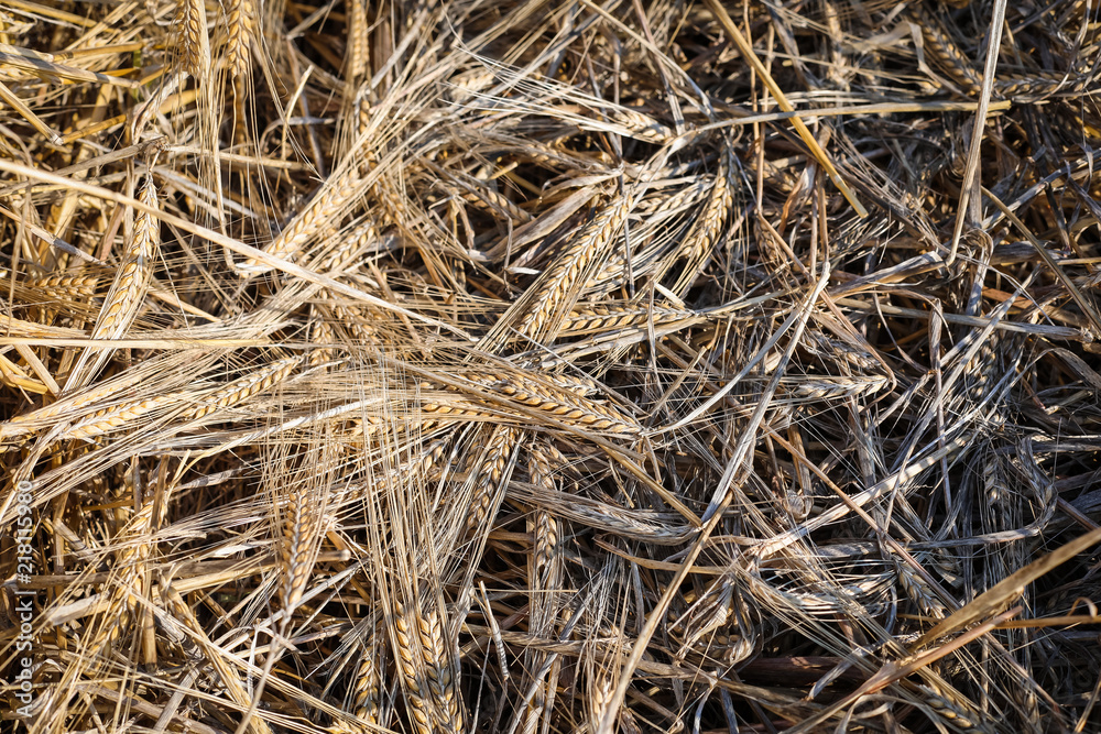 Freshly cut ripe rye at sunset, flat lay Freshly cut ripe rye at sunset, flat lay