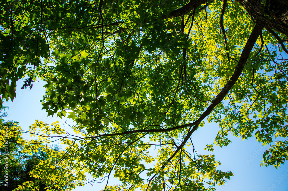 Fototapeta premium Heritage Garden