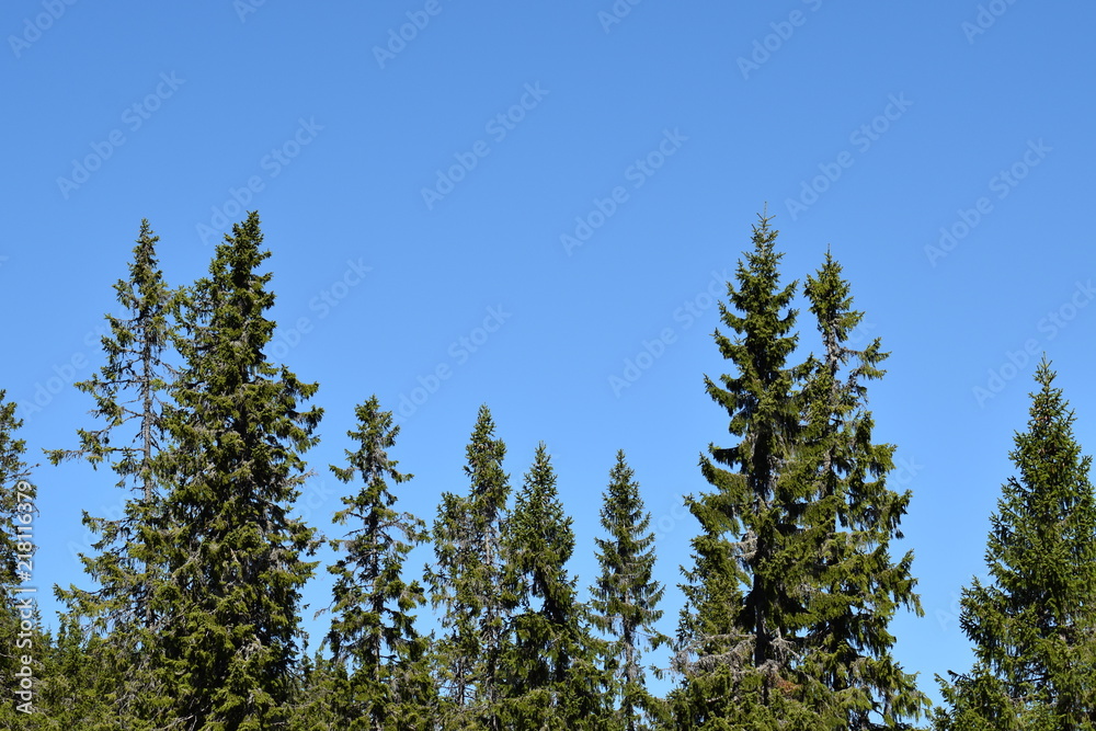 spruce forest under a blue sky