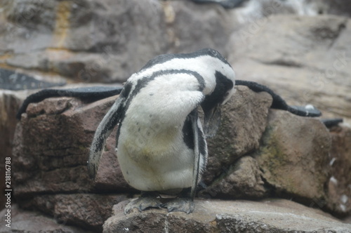 Penguin standing on a rock © Kari