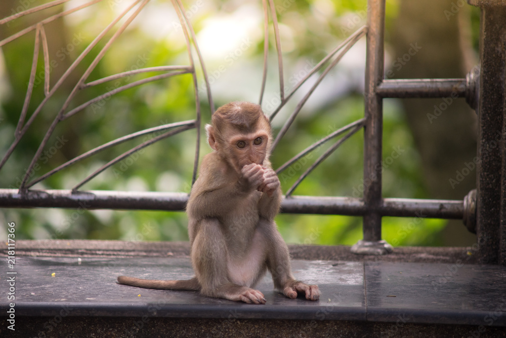 Fototapeta premium baby monkey sitting on concrete chair and eating food