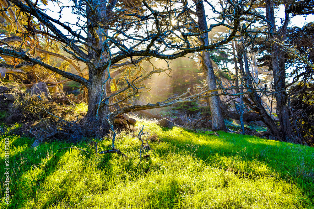 Sun rays throughout the trees