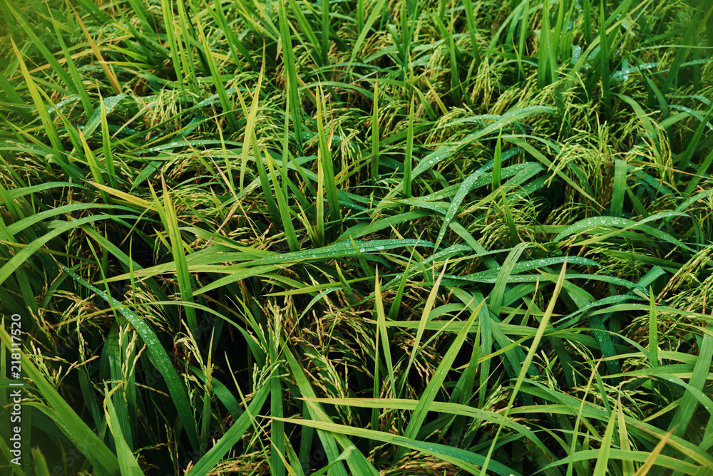 Agriculture. Harvesting time. Farm, paddy field. Rice spikes in a golden rural area. Well ripened crop. Mature harvest. Ripening field, close up, selective focus. Lush gold fields of the countryside. Agriculture. Harvesting time. Farm, paddy field. Rice spikes in a golden rural area. Well ripened crop. Mature harvest. Ripening field, close up, selective focus. Lush gold fields of the countryside.
