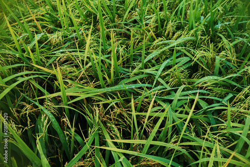 Agriculture. Harvesting time. Farm, paddy field. Rice spikes in a golden rural area. Well ripened crop. Mature harvest. Ripening field, close up, selective focus. Lush gold fields of the countryside.