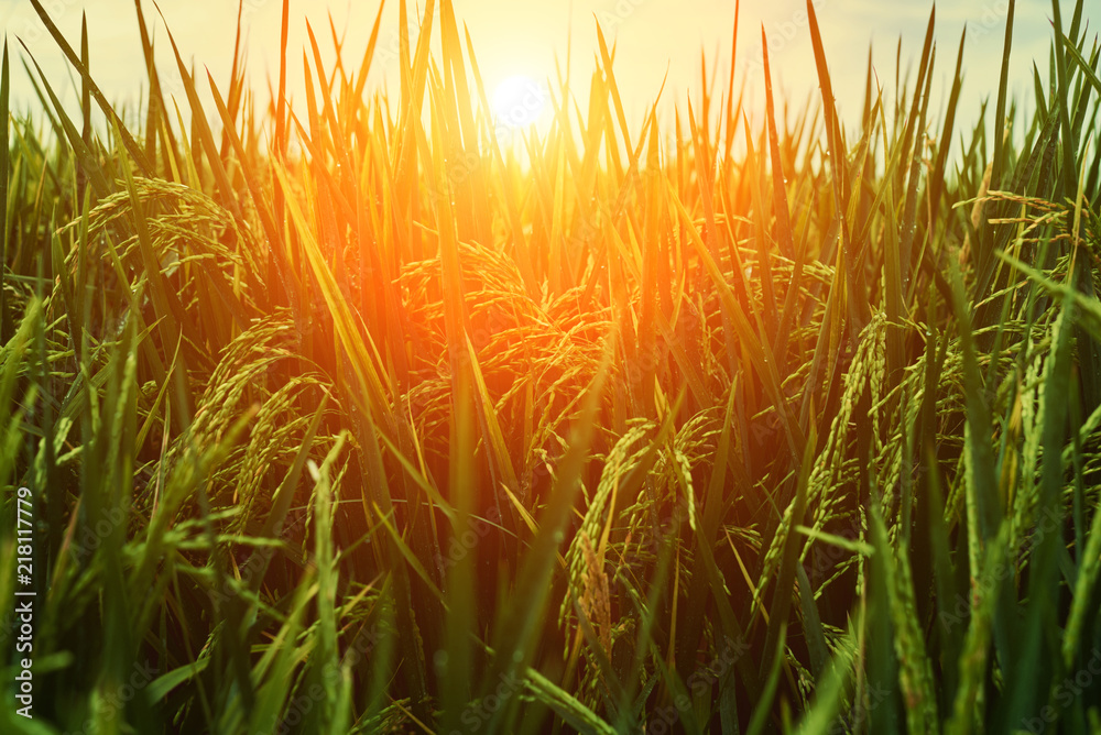 Agriculture. Harvesting time. Farm, paddy field. Rice spikes in a golden rural area. Well ripened crop. Mature harvest. Ripening field, close up, selective focus. Lush gold fields of the countryside.