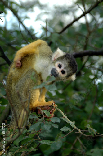 Squirrel monkey
