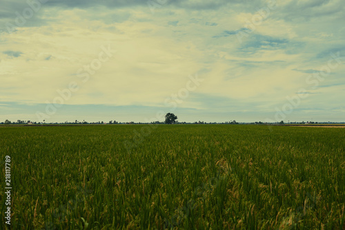   lose up of yellow green rice field. Autumn rice field of good harvest. Agriculture. Harvesting time. Farm  paddy field. Mature harvest. Lush gold fields of the countryside. Organic food. Toned.