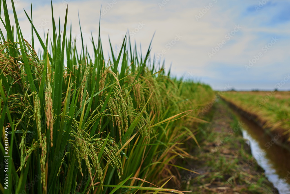 Agriculture. Harvesting time. Farm, paddy field. Rice spikes in a golden rural area. Well ripened crop. Mature harvest. Ripening field, close up, selective focus. Lush gold fields of the countryside.