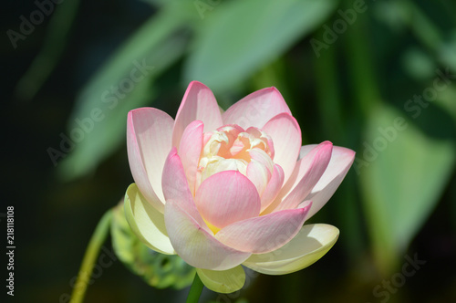 Water lily growing on the pond
