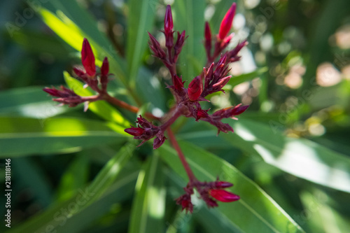 Nerium Oleander flower buds in the shade with green background.