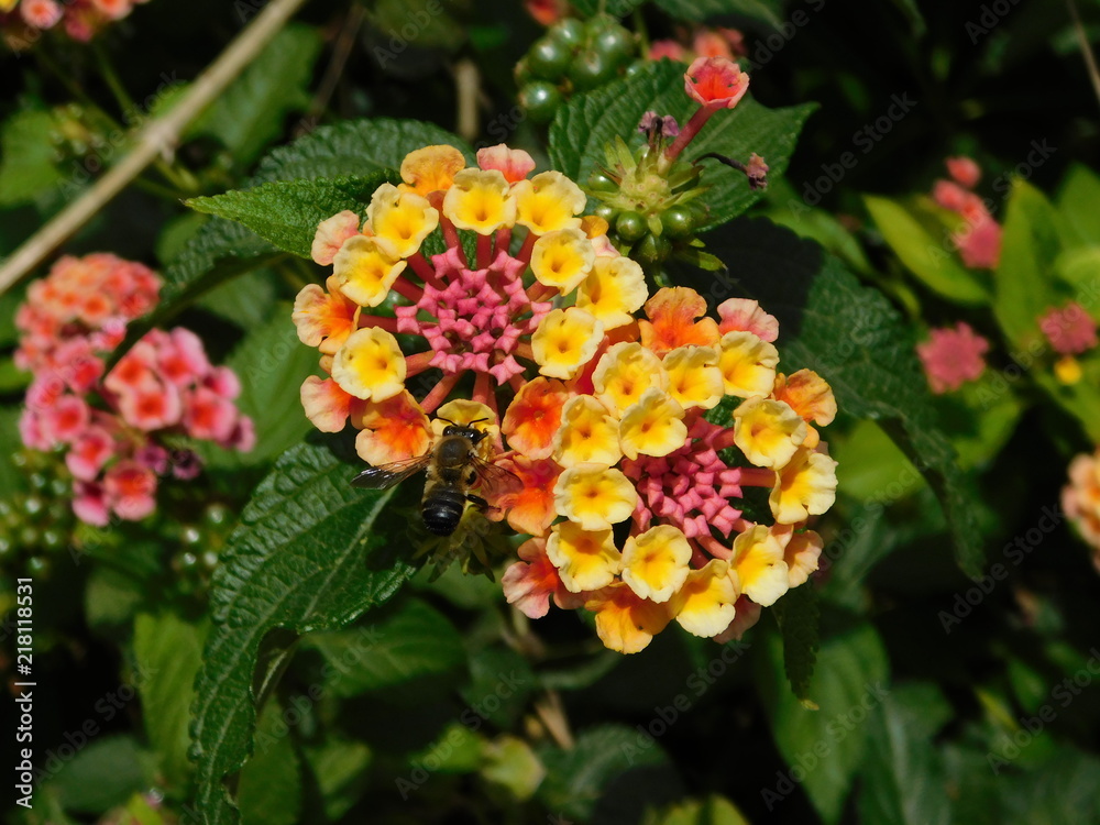 Lantana camara flowers and a honey bee or apis mellifera in Attica,Greece Lantana camara flowers and a honey bee or apis mellifera in Attica,Greece