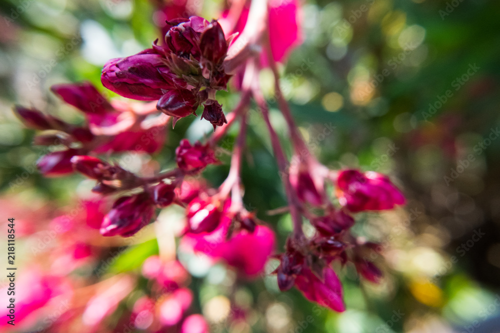 Red Nerium Oleander flower buds selective focus. Red Nerium Oleander flower buds selective focus.