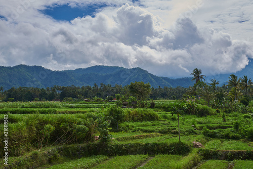 Rice terraces in the Bali Indonesia. Green rice fields terraces on the mountain. Rice cultivation. Balinese landscapes. Rice farming on mountains. Concept of travel.