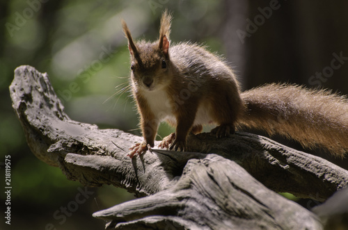 Red Squirrel on lovely textured wood