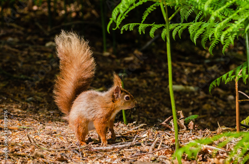 Red Squirrel on forest floor