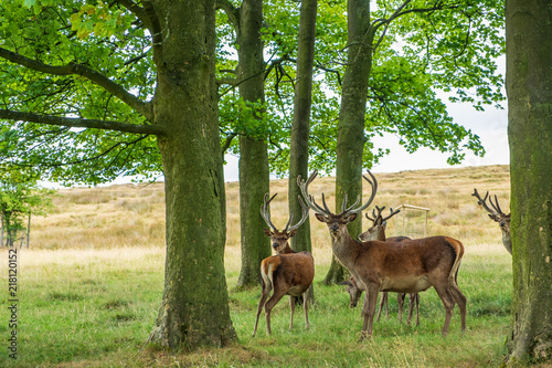 Red Deer in Lyme Park, Peak District in Cheshire, UK © Iordanis Pallikaras