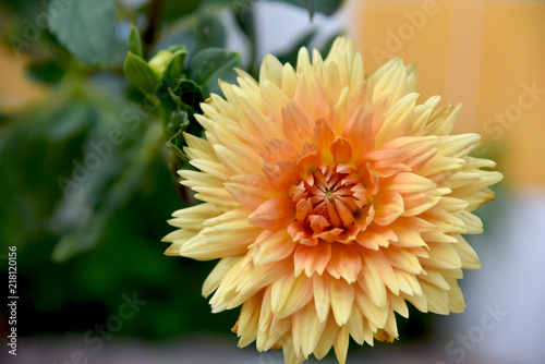 Fototapeta Naklejka Na Ścianę i Meble -  orange beauty dahlia at garden full sun