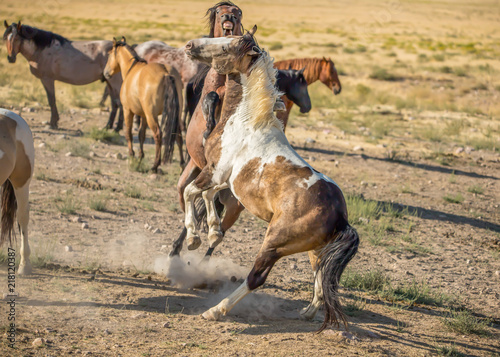 Принти на полотні wild stallions fighting