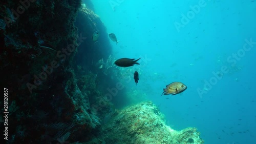 Various species of fishes with rock in the Mediterranean sea ( damselfish, seabreams, european bass), underwater scene, marine reserve of Cerbere Banyuls, Pyrenees-Orientales, Roussillon, France
 photo