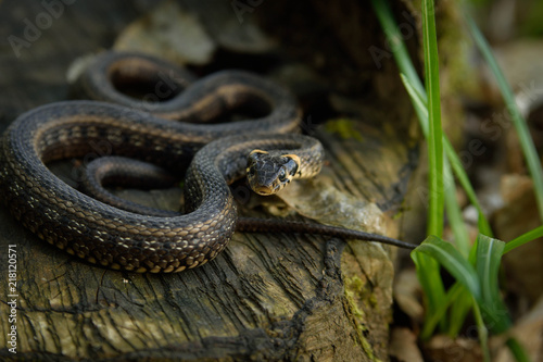 Natrix, Snake, Colubridae in the forest, close up.