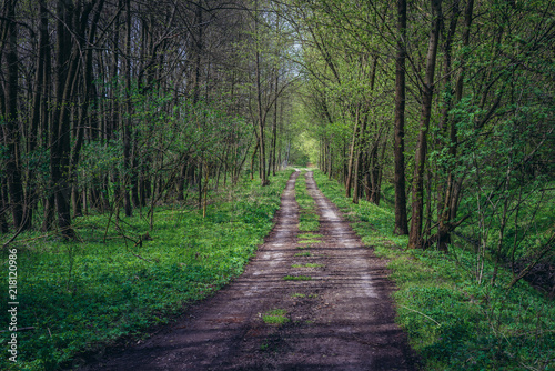 Road in forest near Dubnany, small town in Moravia region, Czech Republic