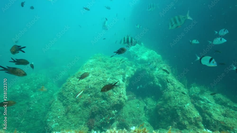 Underwater Mediterranean fishes mostly damselfish, common two-banded seabream and zebra sea bream over rocky bottom, marine reserve of Cerbere Banyuls, France
Underwater Mediterranean fishes mostly damselfish, common two-banded seabream and zebra sea bream over rocky bottom, marine reserve of Cerbere Banyuls, France