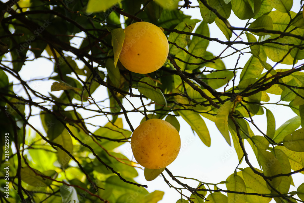 Beautiful citrus tree with ripe fruits close-up