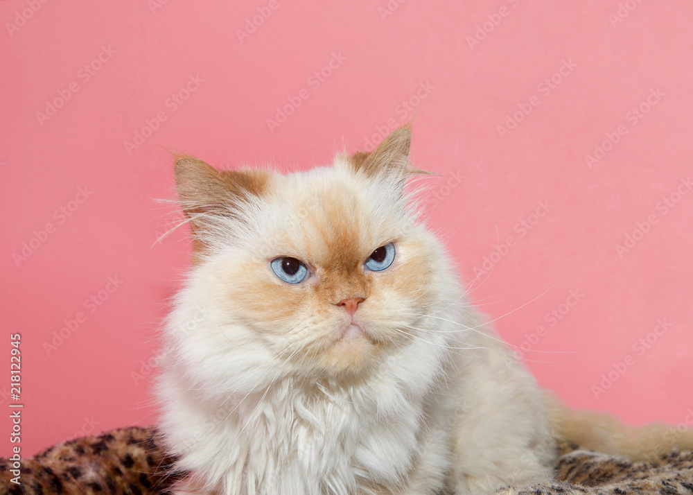 Close up portrait of a cream colored Peke-face Persian, which has an extremely flat face. Looks like a cranky cat. Pink background