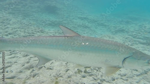 Tarpon Fish Close Up
