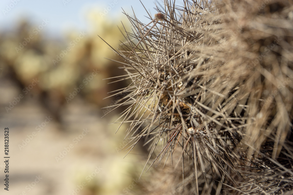 dry cactus dry cactus