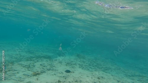 Wallpaper Mural Tarpon Fish Underwater Torontodigital.ca