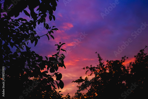 Silhouette of the forest in the night sky