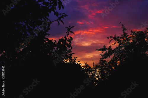 Silhouette of the forest in the night sky