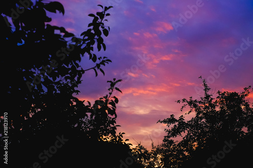 Silhouette of the forest in the night sky