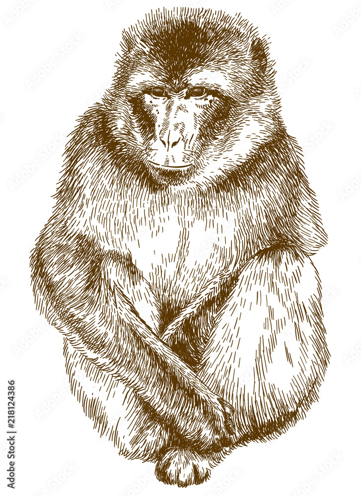 Naklejka premium engraving illustration of rhesus macaque