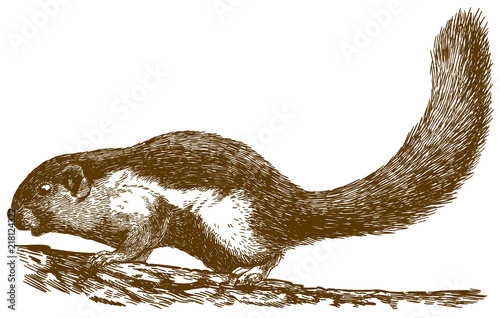 engraving illustration of big Prevost's squirrel