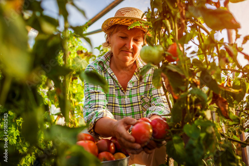 Photography Senior woman farmer gathering crop of tomatoes at greenhouse on farm