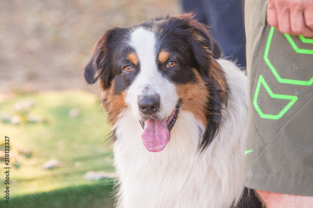 Portrait of australian shepherd dog living in belgium