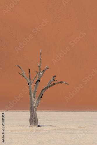 One dead tree on white plain with red sand dune background  Deadvlei  Namibia
