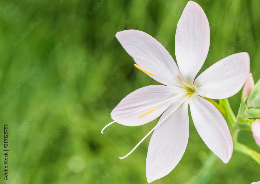 Fototapeta premium White River Lily